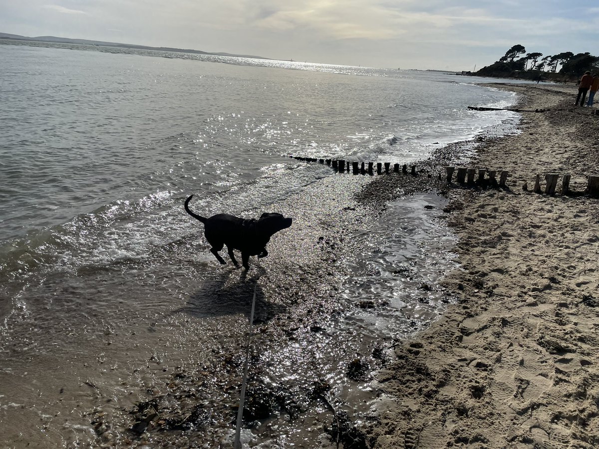 Took Kojoe to the beach today (Pictures show her response to the sea 🤣)