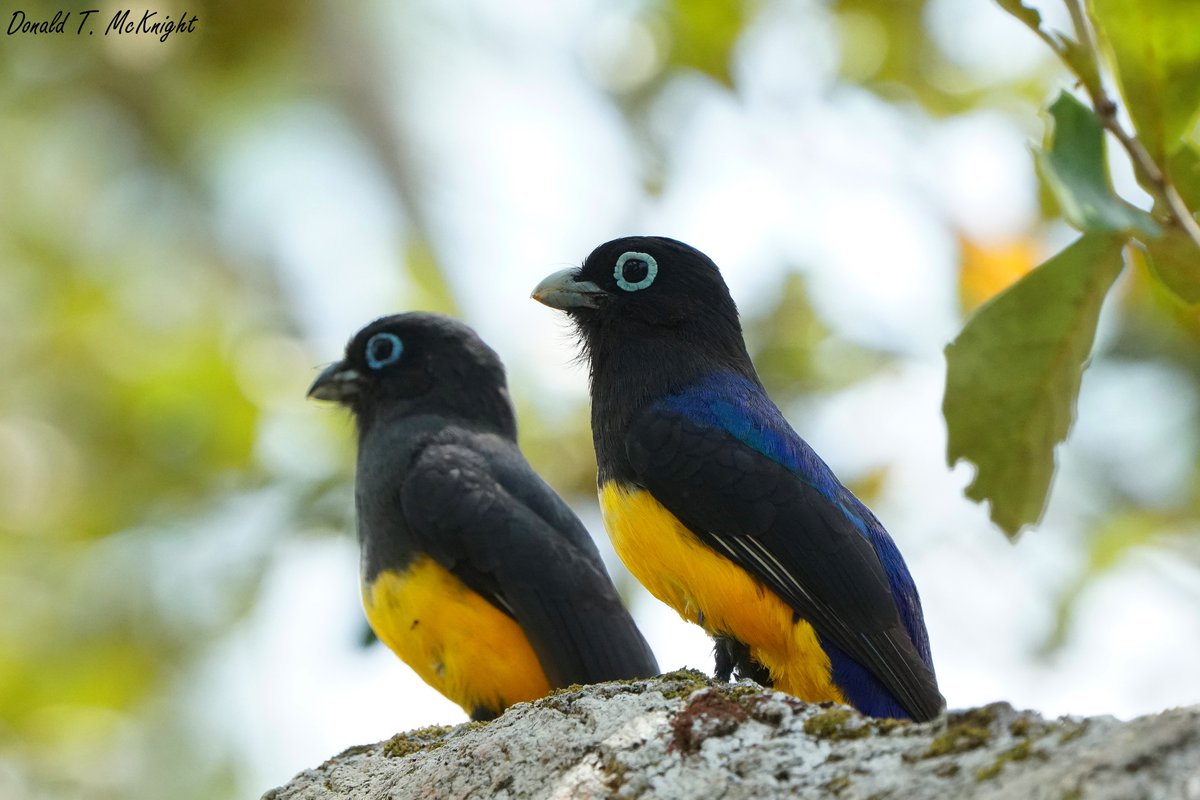 One of our resident Black-headed Trogon pairs decided to grace the guest house with their presence. #Birds #Birding #WildlifePhotography #BirdsofBelize