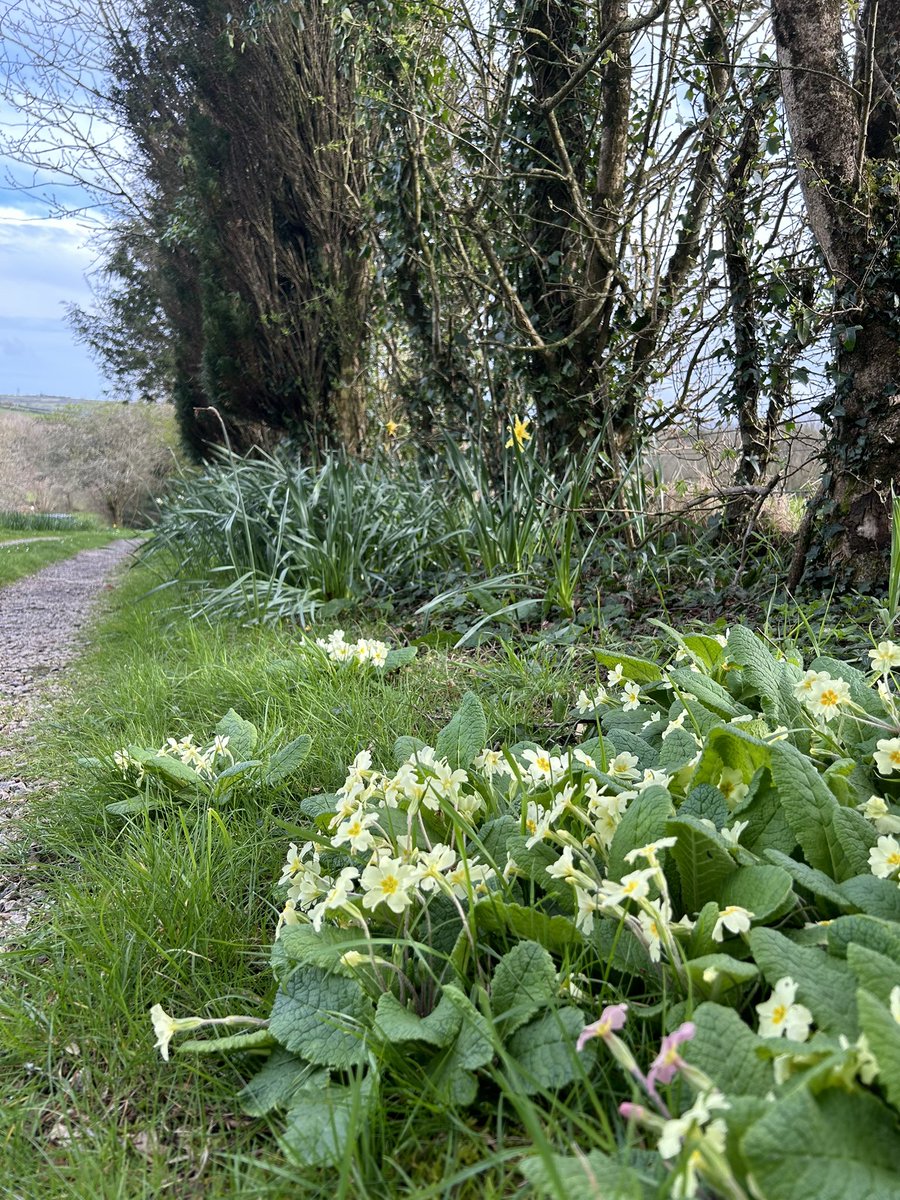 So lovely to spend the Easter weekend in beautiful Cornwall and see signs of spring and new life everywhere!