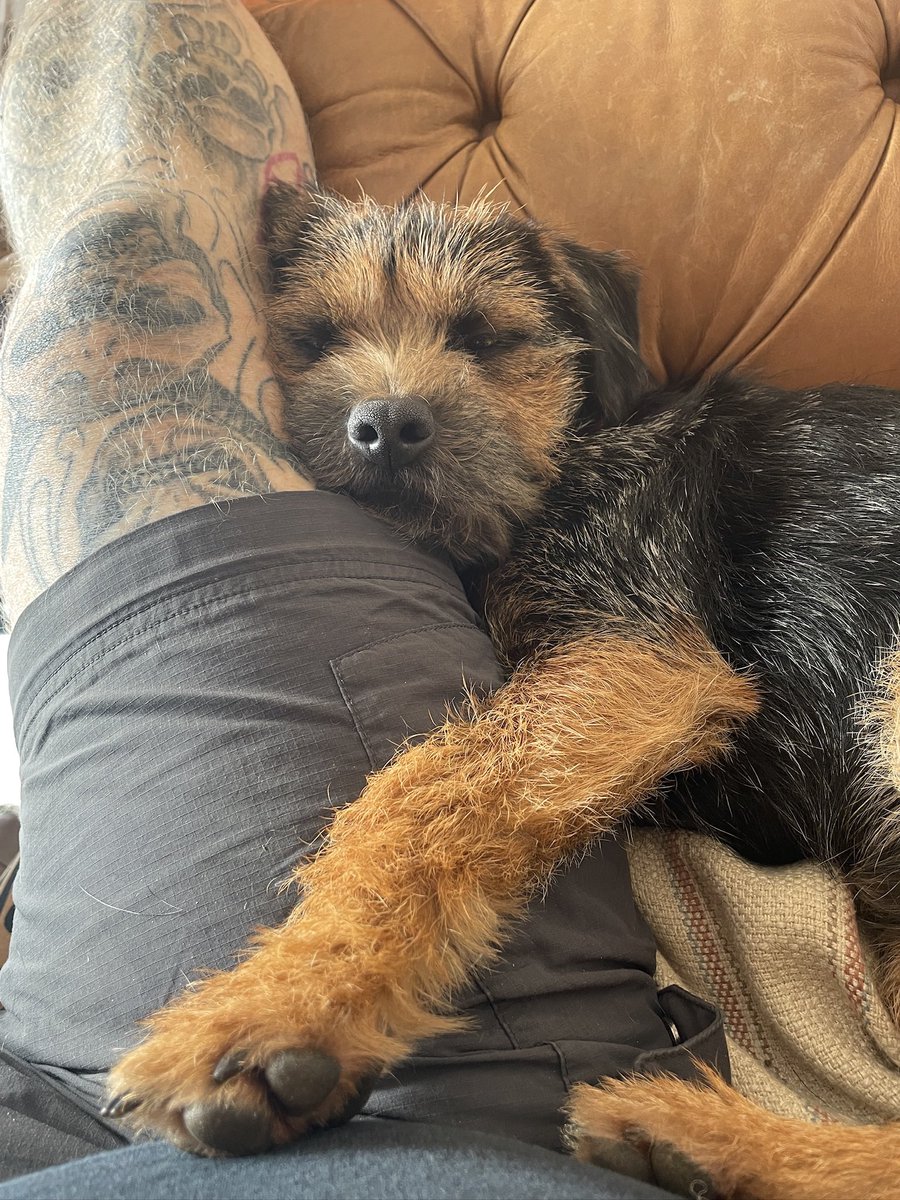 Sometimes you just need hoodad as a comfy place to powernap #btposse #dogsofx