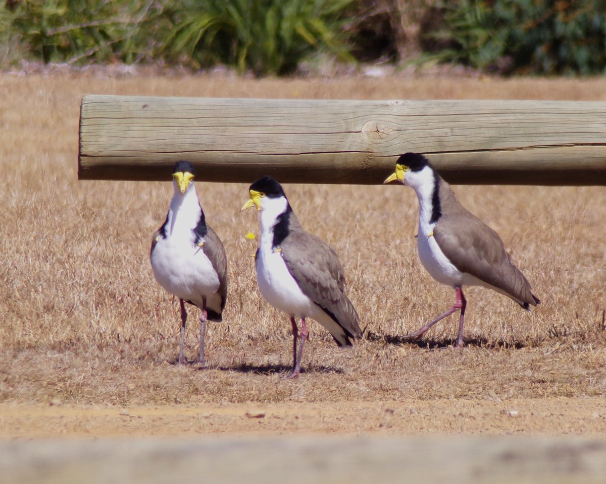 There's something a little 'Reservoir Dogs' about these 3 Masked Lapwing at Dru Point, Margate #Tasmania earlier this month