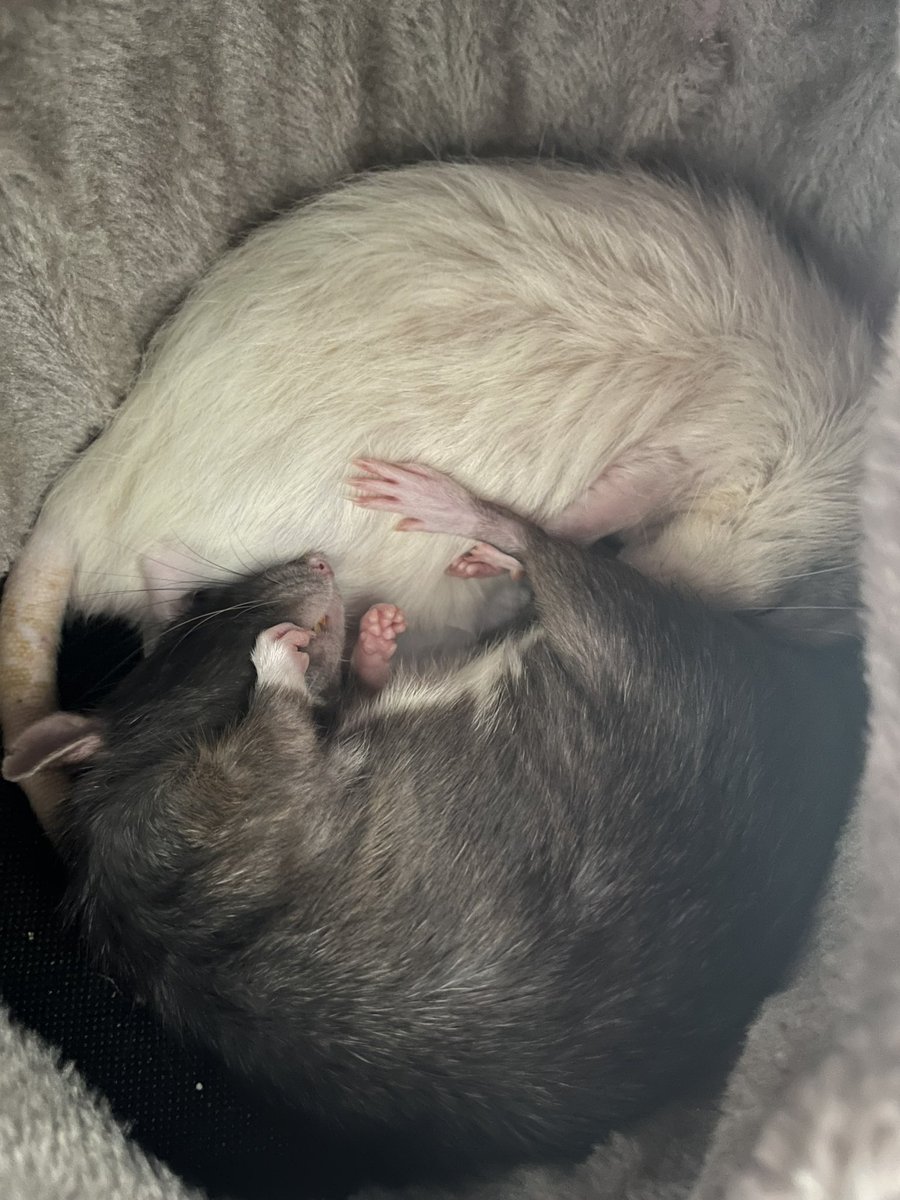 Dear, #ttrpgcommunity

It’s  #selfpromosaturday again and I got a request. 

Please post, share, and show me your work!

Let’s see what you guys have been up to!

Happy Saturday!
Rattus🐀

#ttrpg #ttrpgs #ttrpgsolidarity #ttrpgfamily

Enjoy Pigeon and Little Miss as Yin and Yang