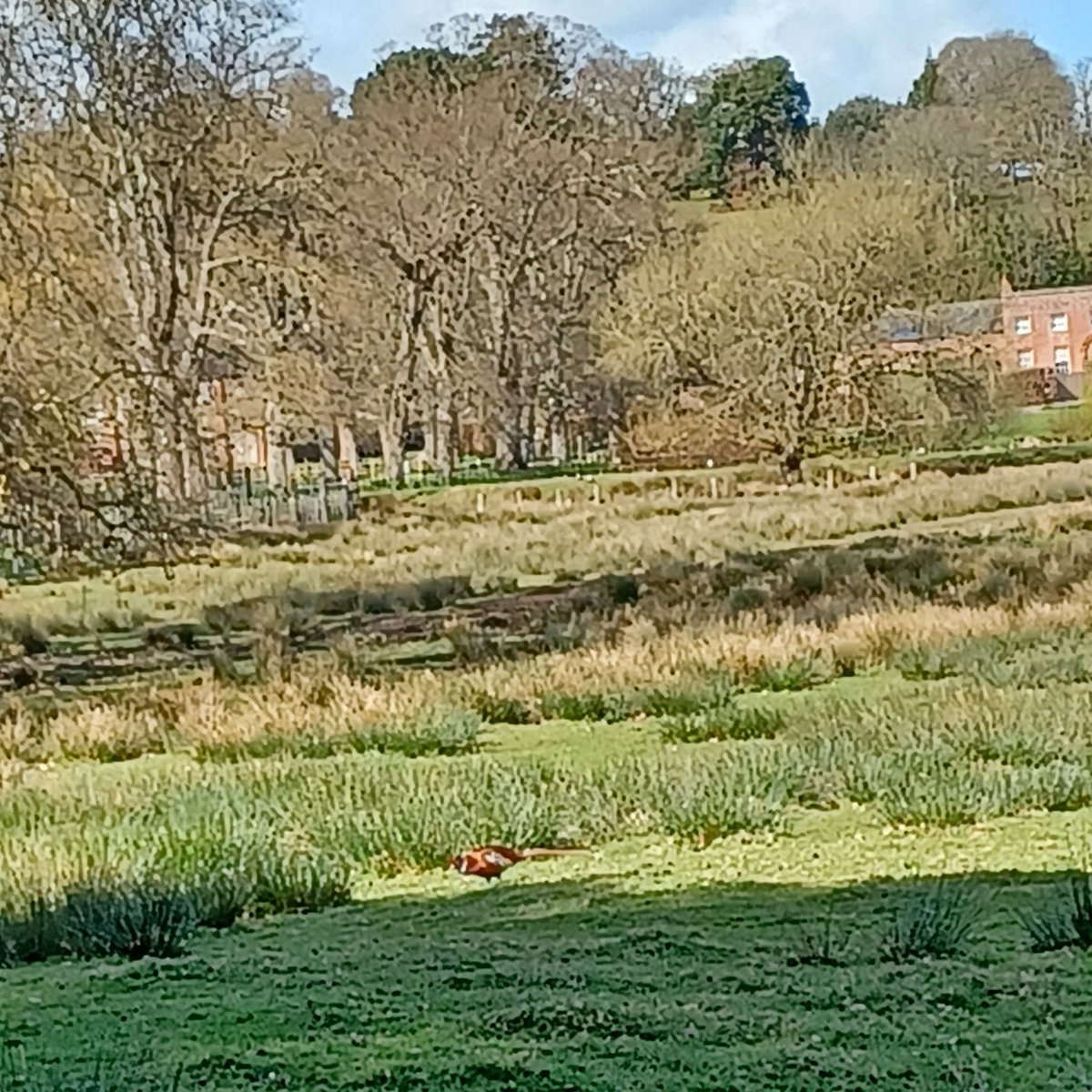 SlingsbyElaine's tweet image. #BirdsFromFarAway #SpottedOnMyWalk #Walking #GetOutside Powderham Castle Estate #Devon
