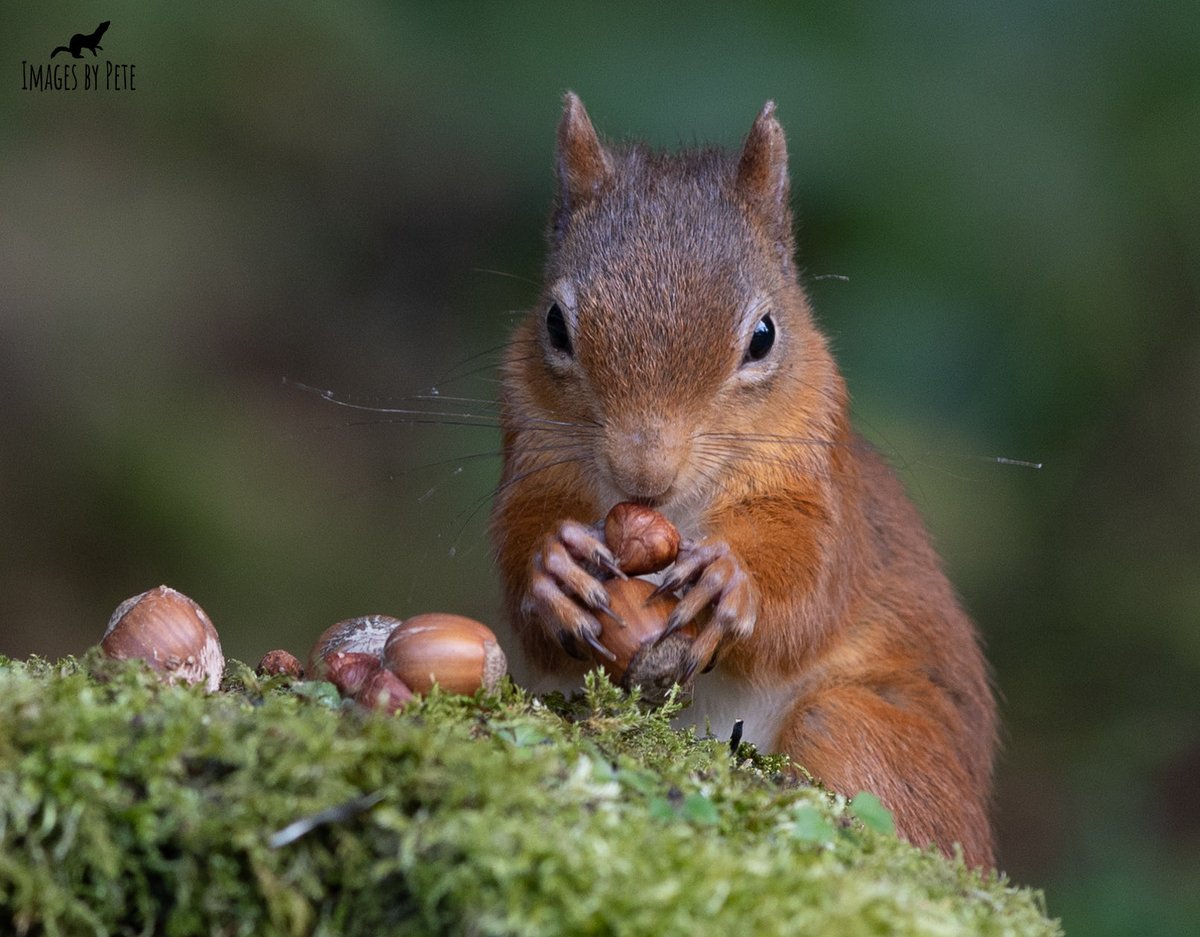 Hazelnuts are his favourite 🐿 #RedSquirrel