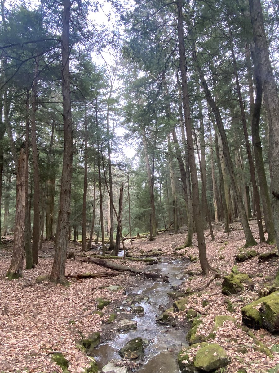 TonyMel13027869's tweet image. Mid morning hike. Got caught in the rain 🌧️ Enjoyed it anyways #hike #cookforest