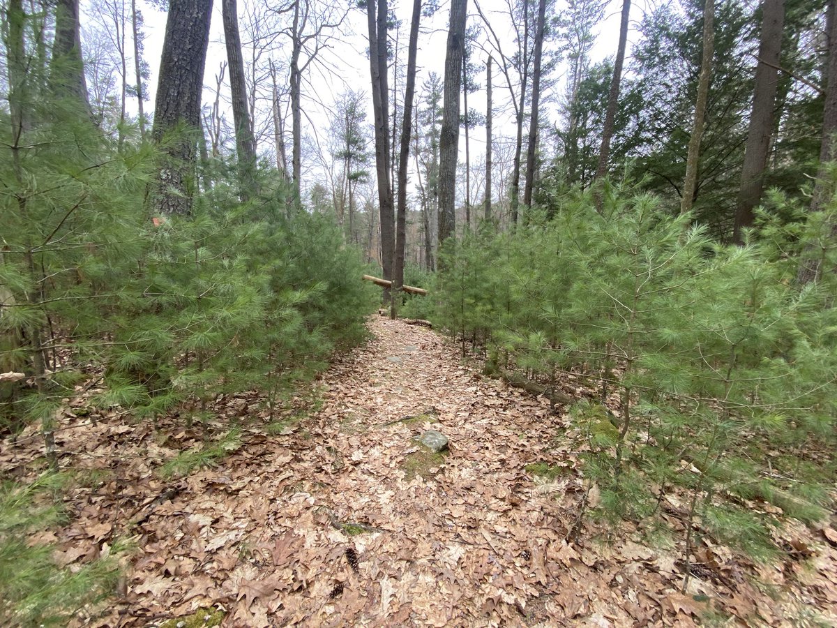 TonyMel13027869's tweet image. Mid morning hike. Got caught in the rain 🌧️ Enjoyed it anyways #hike #cookforest