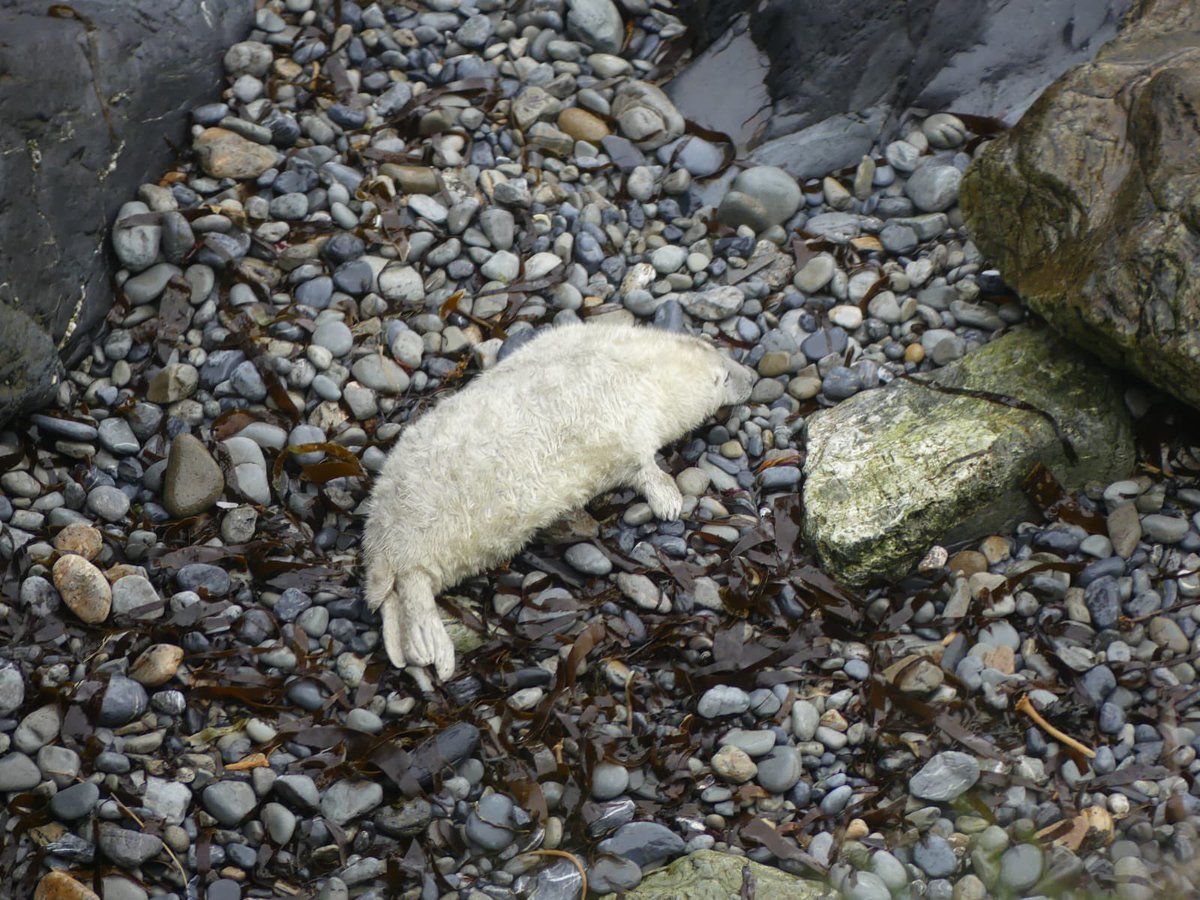 Although we’ve had grey seal pups born on Ramsey almost every month of the year, it was a nice Easter surprise to see this pup on the east coast today!