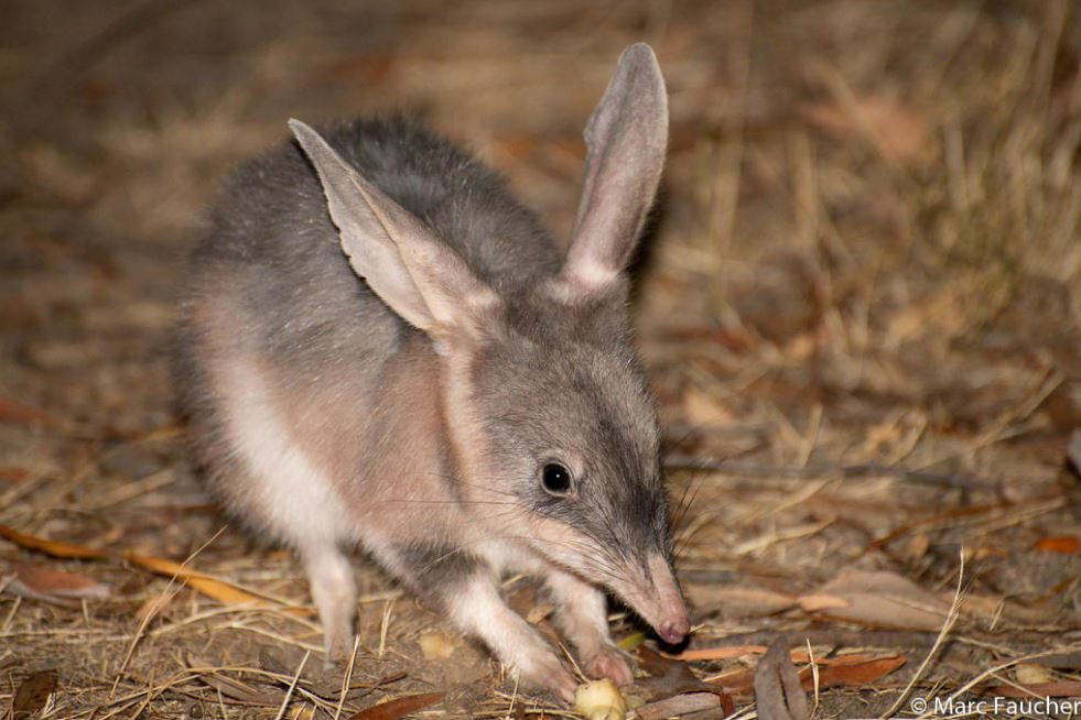 Happy Easter! 💙❤️ In Australia we don't need any more 🐰 we prefer to celebrate the Greater Bilby (Macrotis lagotis) in our landscapes! 🌱 These ecosystem engineers dig a new burrow monthly, which helps keep soils healthy. ☀️ 📸 | M Faucher 💻 | spr.ly/6016kLfL2