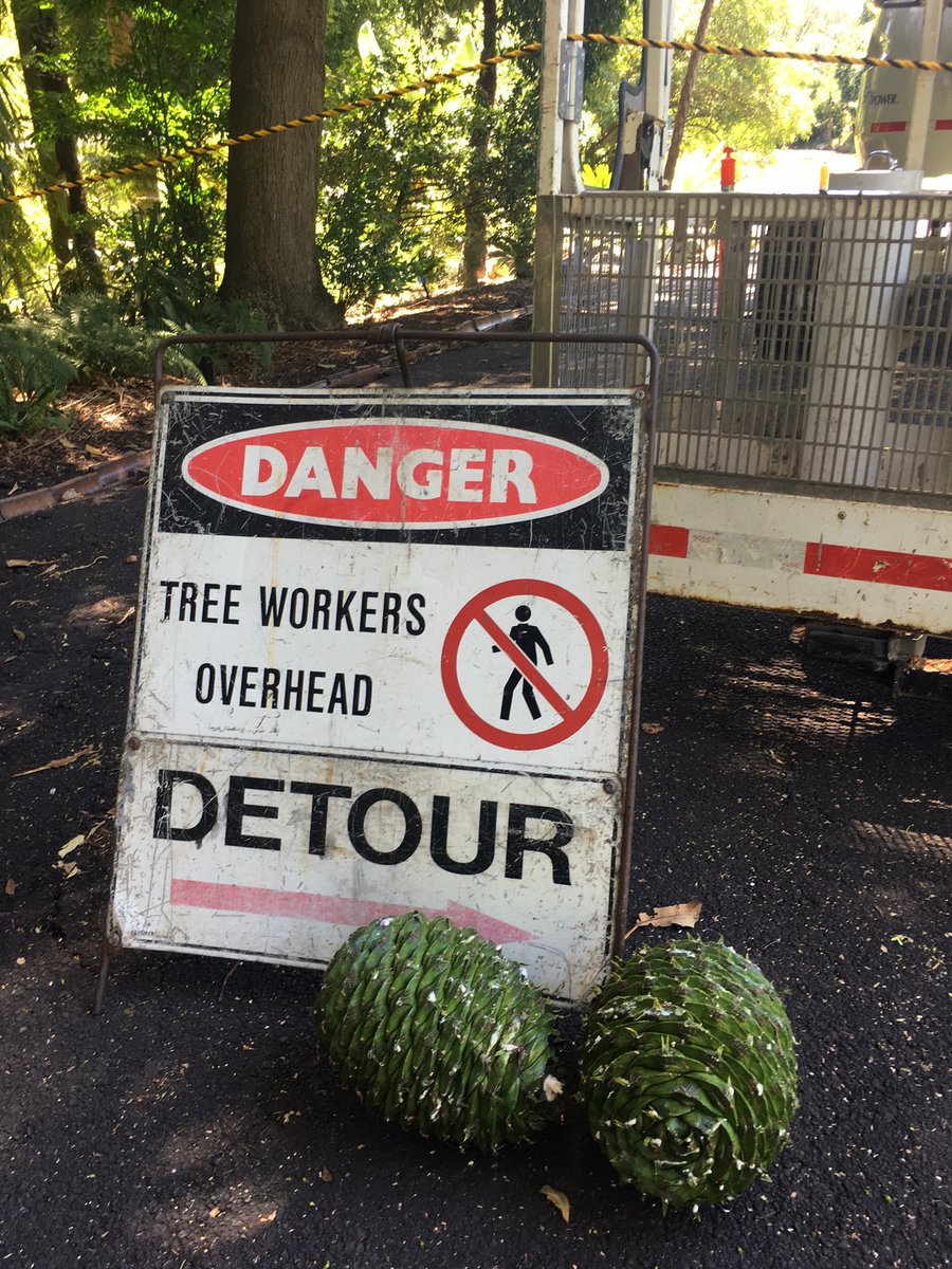 Keep an eye out this weekend for a different kind of Easter egg at Royal Botanic Gardens Melbourne… 🌳 At this time of year, bunya pine (𝐴𝑟𝑎𝑢𝑐𝑎𝑟𝑖𝑎 𝑏𝑖𝑑𝑤𝑖𝑙𝑙𝑖) trees sometimes drop enormous cones weighing up to 10kg!
