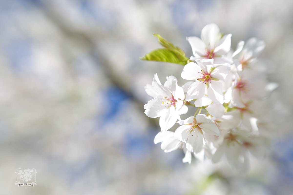 mybelovedcamera's tweet photo. 出張と体調不良していたら、近所の桜が物によっては散っていた。天気の良い土曜の朝に近所を散歩しながら。

#ファインダー越しの私の世界ᅠ 
#花のある暮らし 
#写真好きな人と繋がりたい https://t.co/L3If3rUFNJ