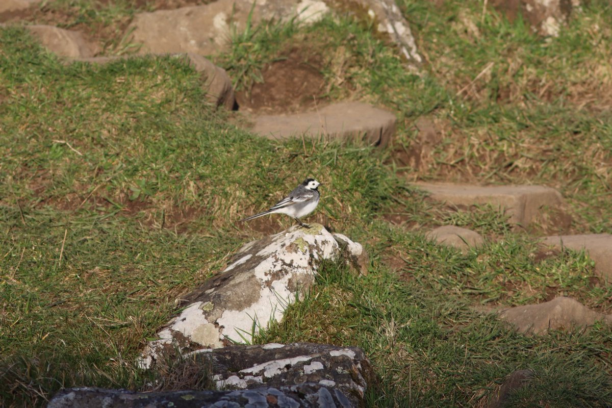 Tom_Darron's tweet image. Views, hare and a pjed wagtail, first night at a cottage near hadrians wall this week!