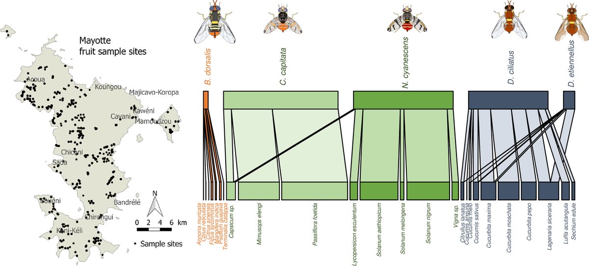 Interactions between oriental fruit fly (Bactrocera dorsalis),one of the world's most invasive and polyphagous fruit pests, and native fruit fly species in Mayotte: resjournals.onlinelibrary.wiley.com/doi/10.1111/af…