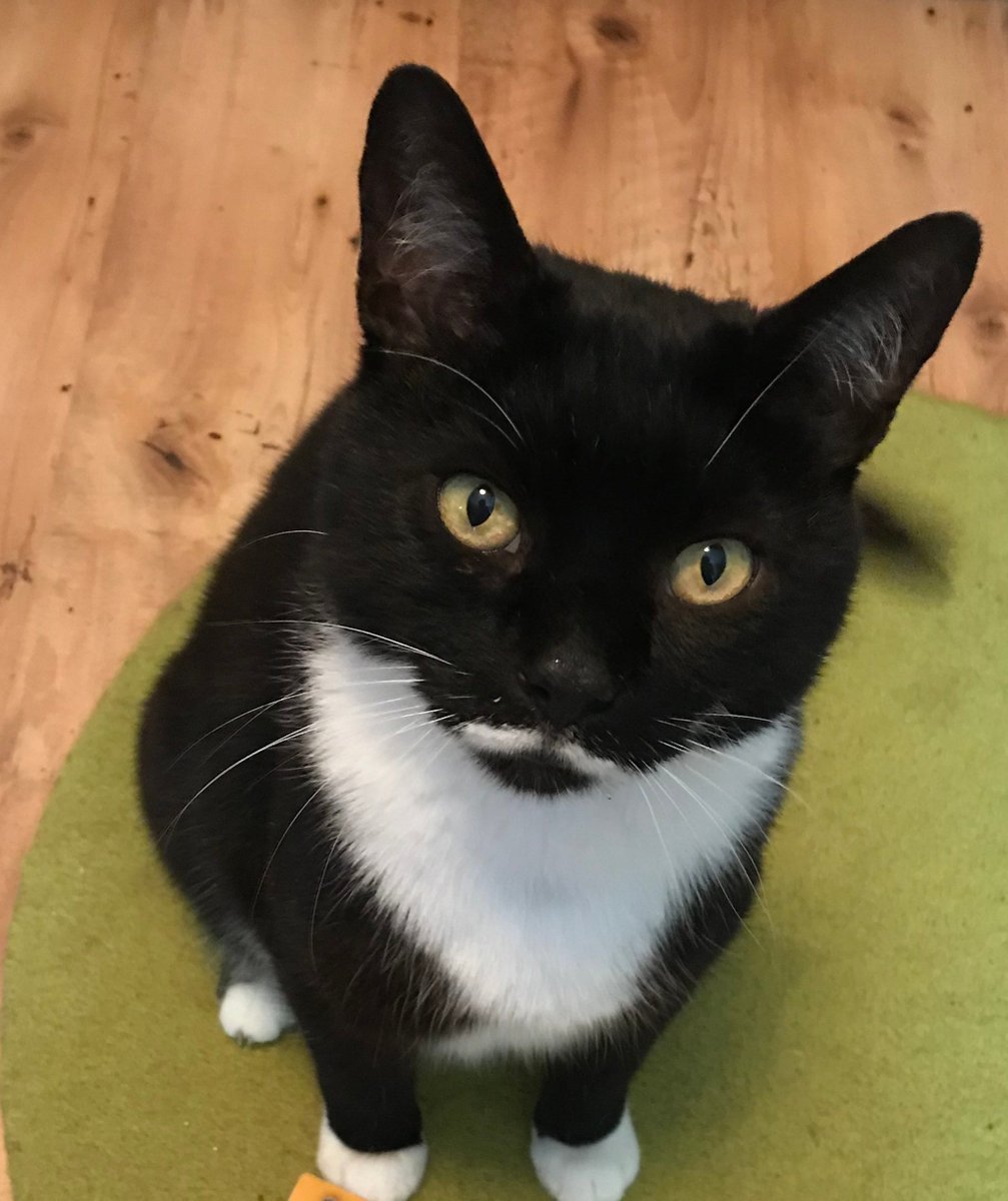 REMINDA! #MOGYOG #BUNNYPAWS IS IN 2 DAYS TIME on MON 1 APRIL, 8pm UK Time! 😺🐰🐾 

At da start of class I will give a dedication speech in honour of much loved #mogyoggie Elsa <a href="/catsrule0/">Marie Choo Choo, married to Chalky</a> 🐈‍⬛💖🌈

We then have a toast an do our poses in Elsa's honour! 🧘🍷

x.com/MrMoustacheCat…