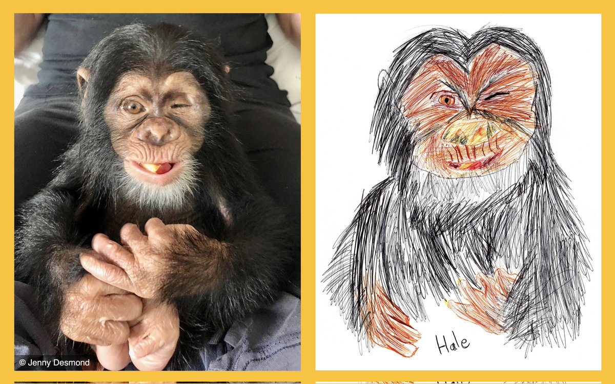 Hori is one of @liberiachimps orphans - he lost an eye when his mother was shot.He's such a brave boy & so kind to new chimps arriving at LCRP. Our young artists love drawing him. Stay tuned for an exciting update about our Chimpanzee Community 2 project with LCRP & @BornFreeFDN