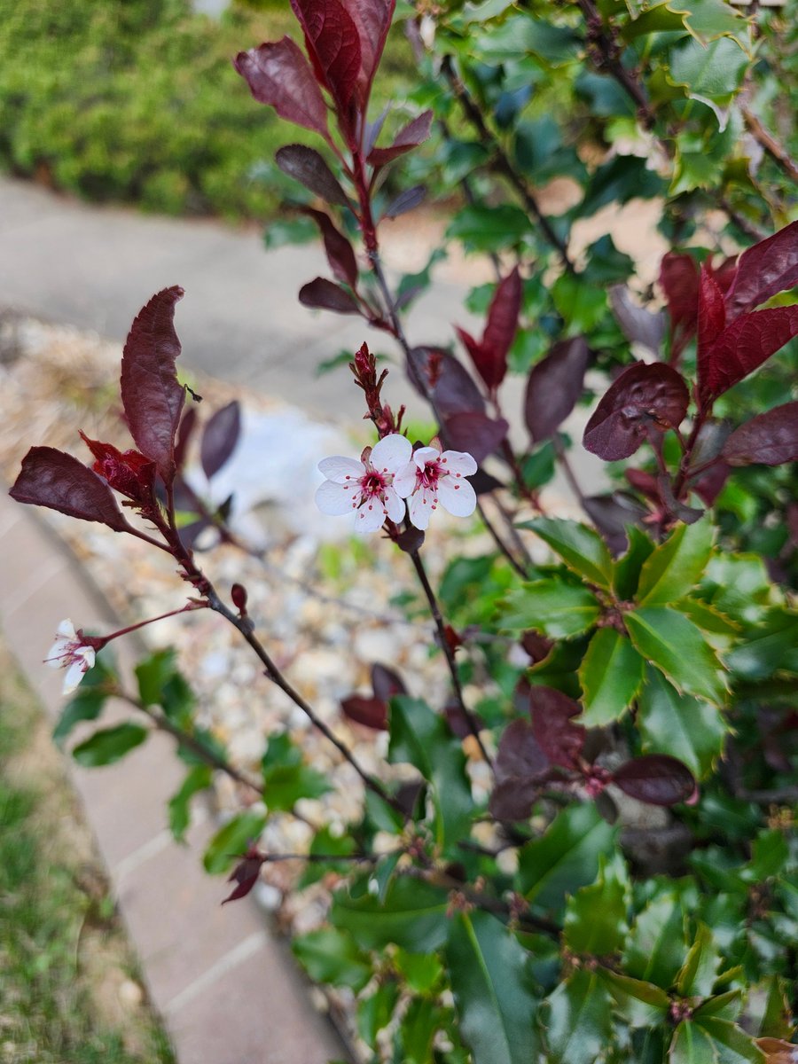 Flowers on fruit trees, trees and bushes. We planted these on the property 15 years ago and it is always great to see them come to life again each spring ! #CannabisCommunity #cannabisindustry #growyourown #GardenersWorld