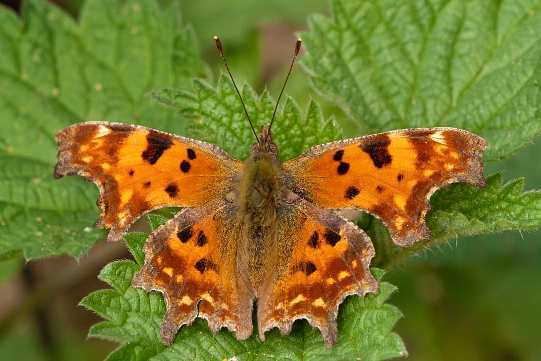 Polygonia c-album, papallona de la C blanca. Provant l'objectiu Sony 100-400 amb multiplicador 1.4X per fotografiar animals petits. Imatge sense retallar. @MuseuBdn @catalanbms @xarxadeparcs @SonyEspana @SonyAlphaU @NatGeoEspana @Nicolastimica @Foto_K