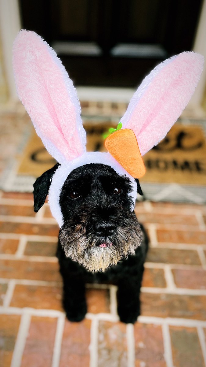 Cutest bunny 🐰 #schnauzer #dogsoftwitter #dogsofx #schnauzergang