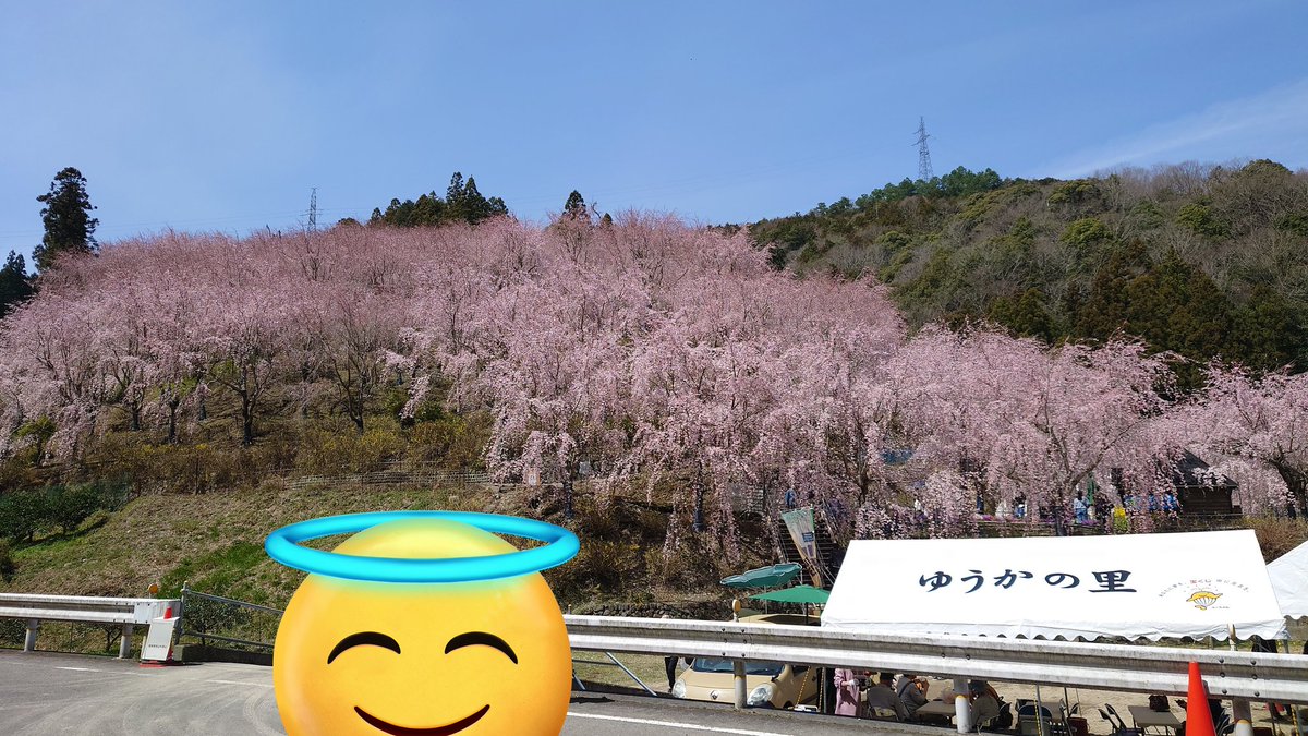 情報共有です
昨日の正午の状況です
五分咲きってところでしょうか