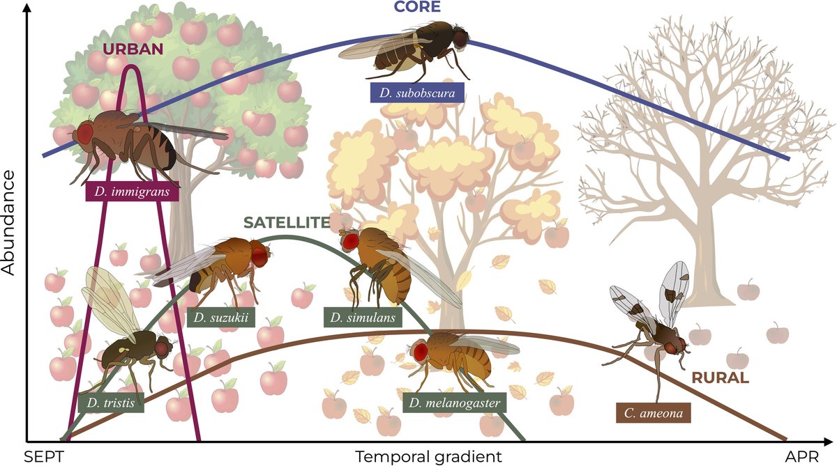 Fallen fruit research on a backup resource during winter for invasive fruit fly species in Europe: resjournals.onlinelibrary.wiley.com/doi/10.1111/af…