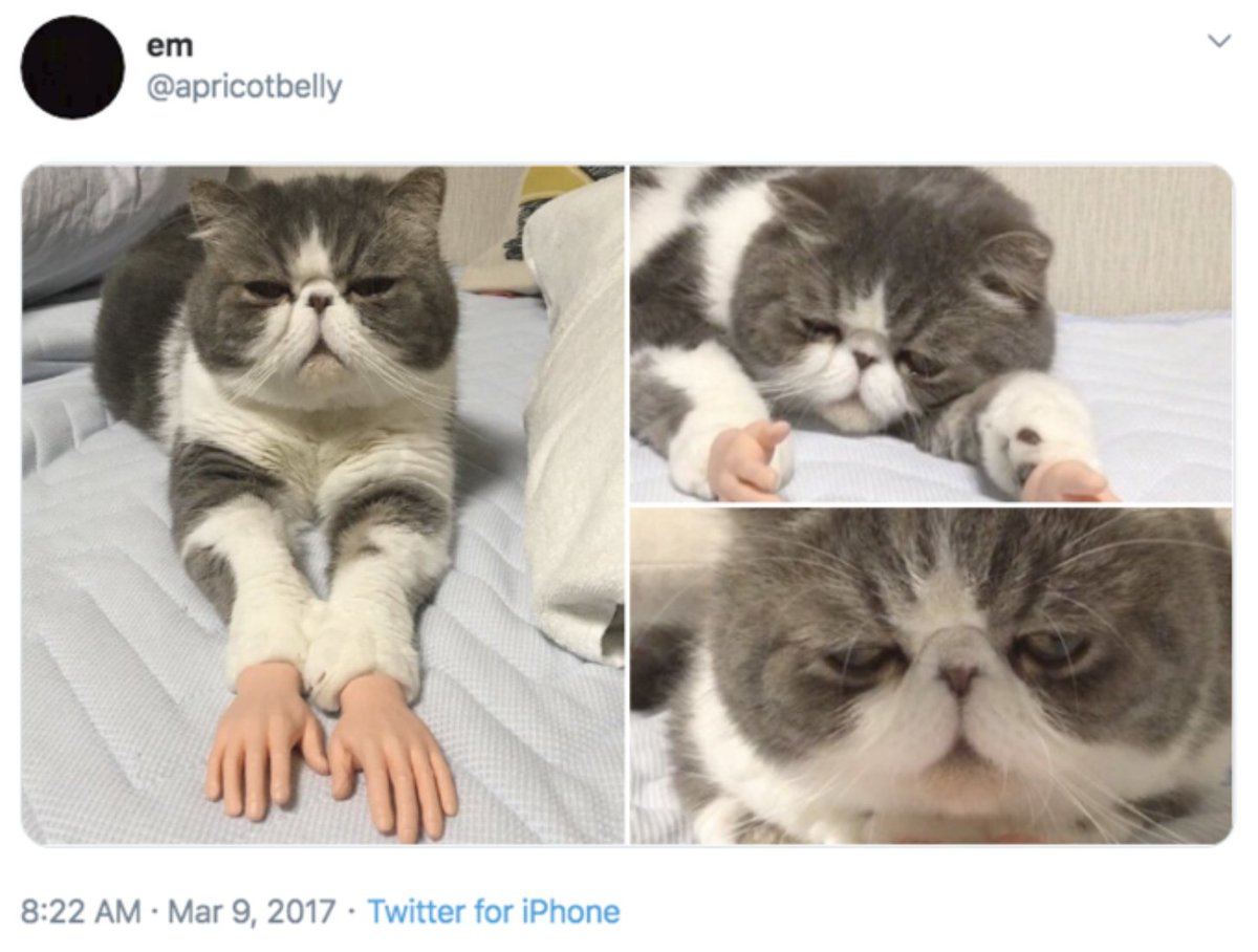 CatWifHands tweet media