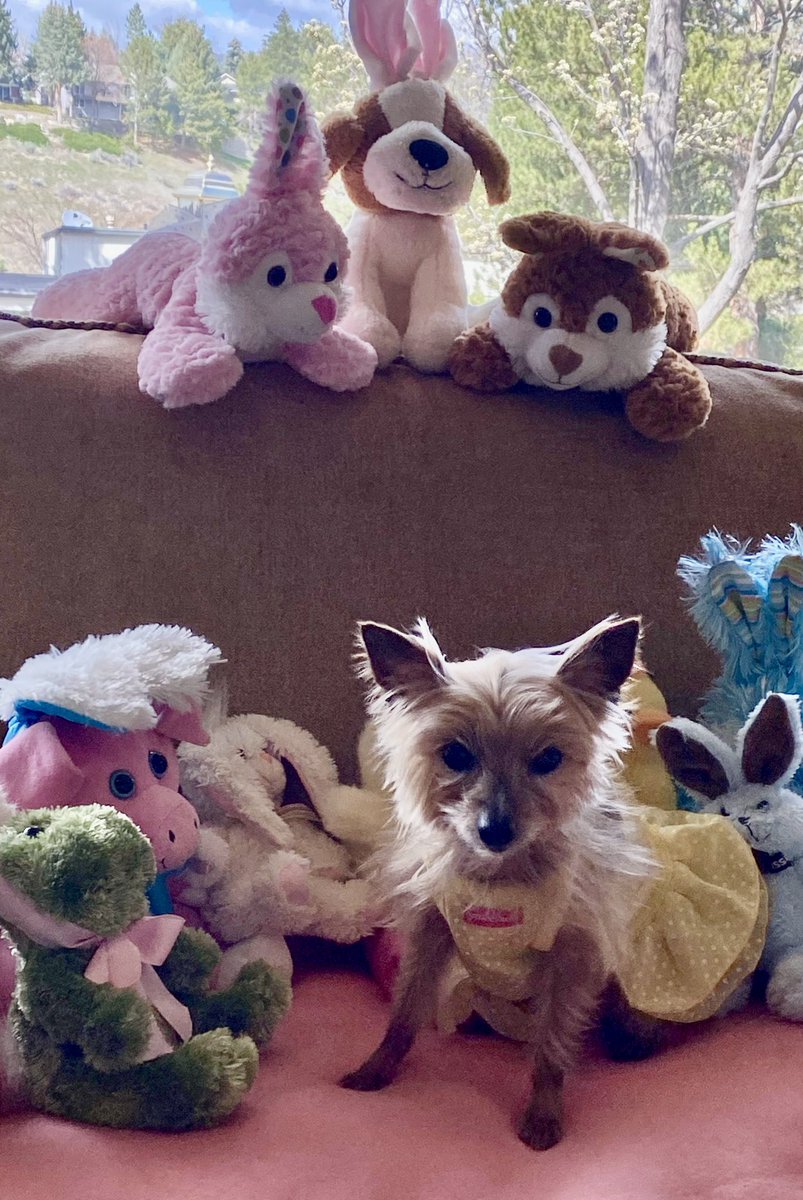 Happy Easter Every Bunny🐰🐣 Me & My Bunny Posse send lots of love & hope you all have a beautiful Easter Weekend filled with lots of Chocolate Hearts 🤎🤎🤎🤎🤎💖 #Easter #TJ5Easter #ZSHQ #zzst #DogsofTwitter #DogsofX #KindnessMatters