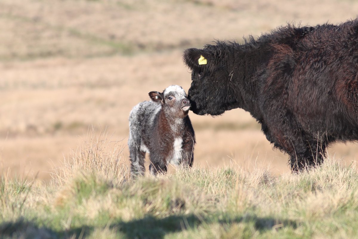 Tom_Darron's tweet image. Baby and mother cow