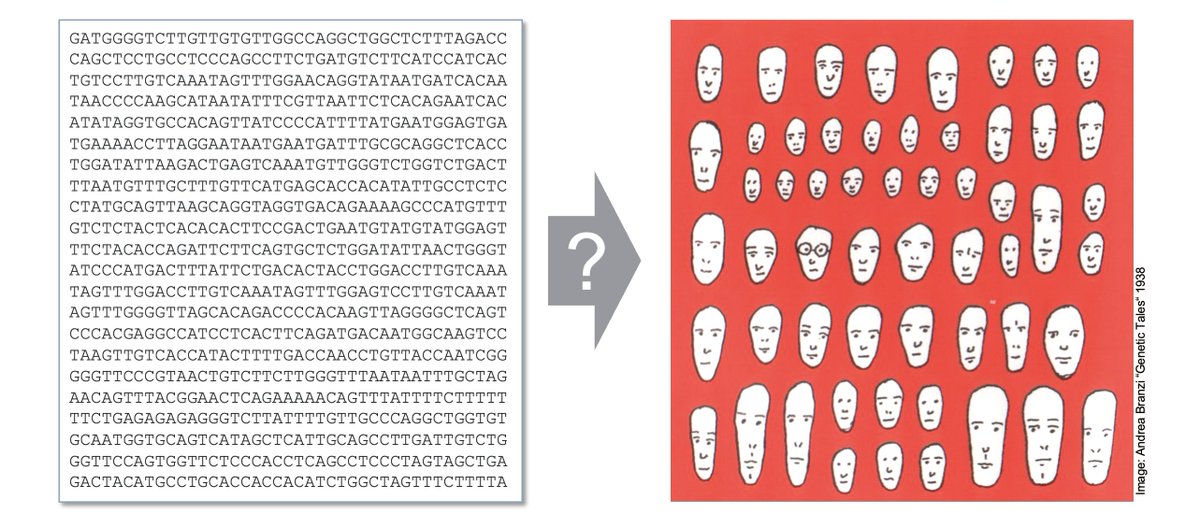 Learning how to “read” the genome is a basic skill for all biologists. As an introduction, here’s a 🧵 about using the genome browser to make a discovery about how we lost our tails. All you need is your 'thinking eye'! (1/13)