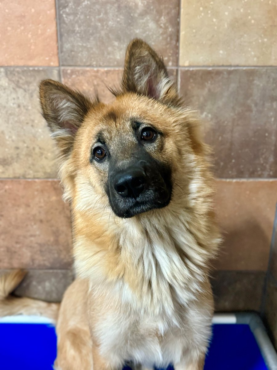 Model Dog Alert 🚨 💅 Momma is the whole package; not only is she a foxy little shepherd, but she has got brains as well. She is a high energy dog, that is eager to please. If you are interested in meeting with her come to PetSmart on Hulen and request a meet and greet today❣️