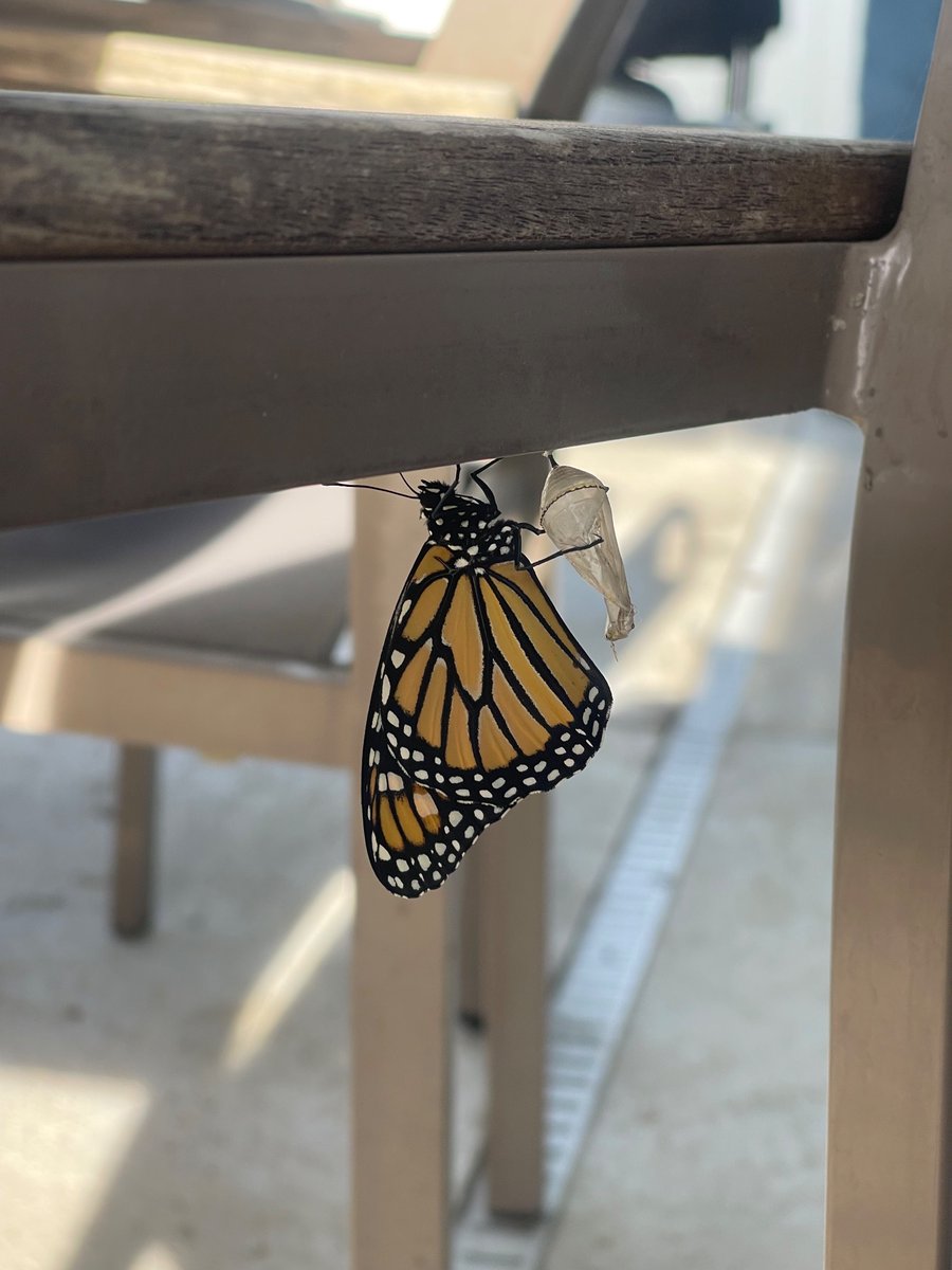 I just had a Monarch Butterfly emerge on my porch. #monarchbutterfly