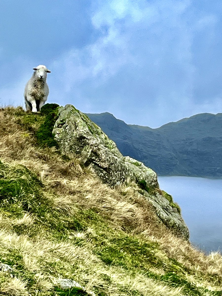 #langdale #Herdwich
 #theband