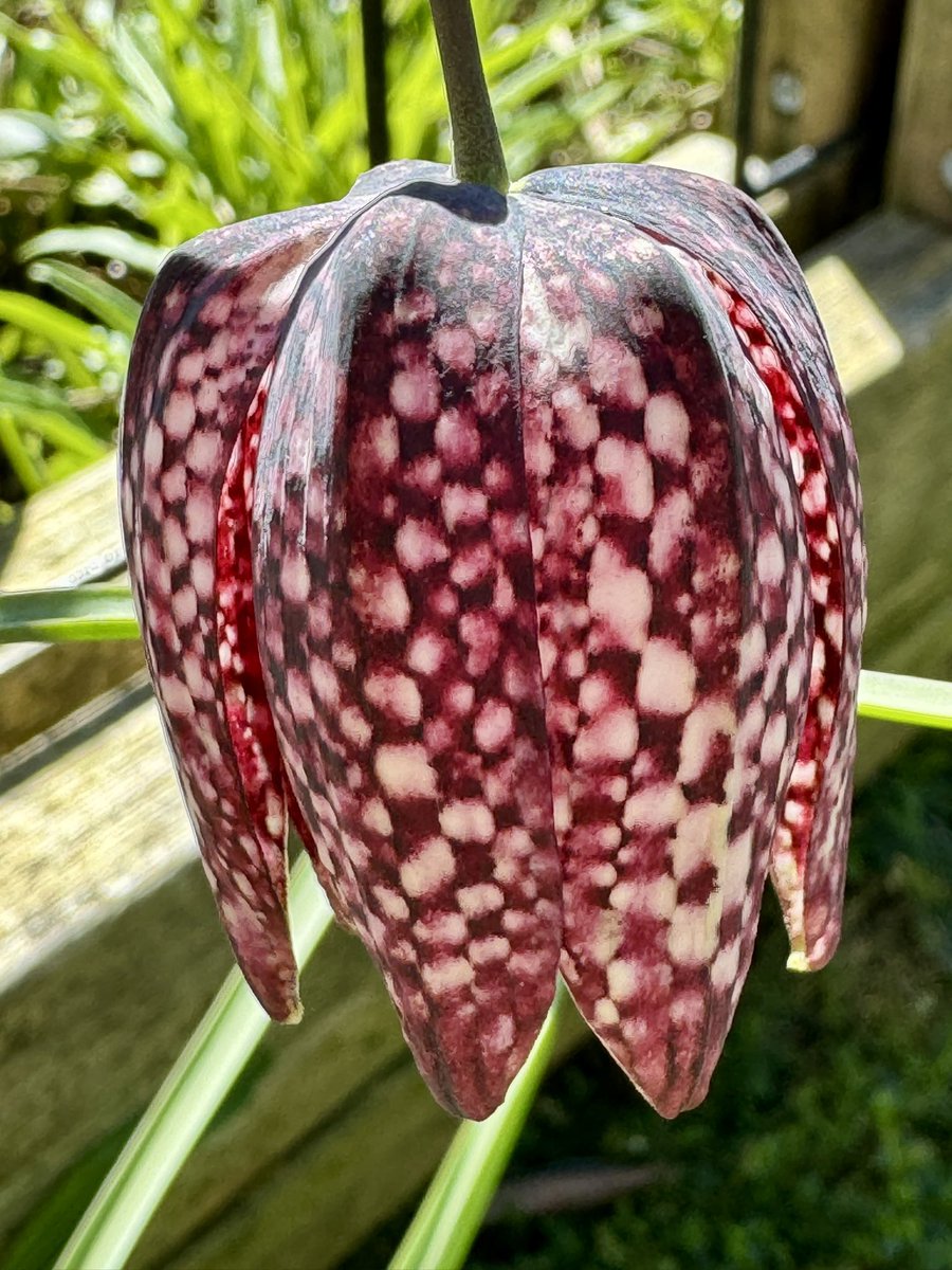 Snake’s head fritillary in late afternoon light