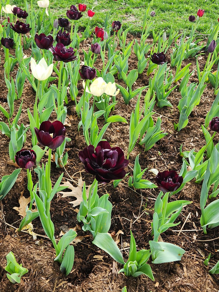 More #Tulips @myriadgardens #TulipFestOkc 🌷🌷🌷🌷🌷🌷🌷 @WisdomsWordsLLC