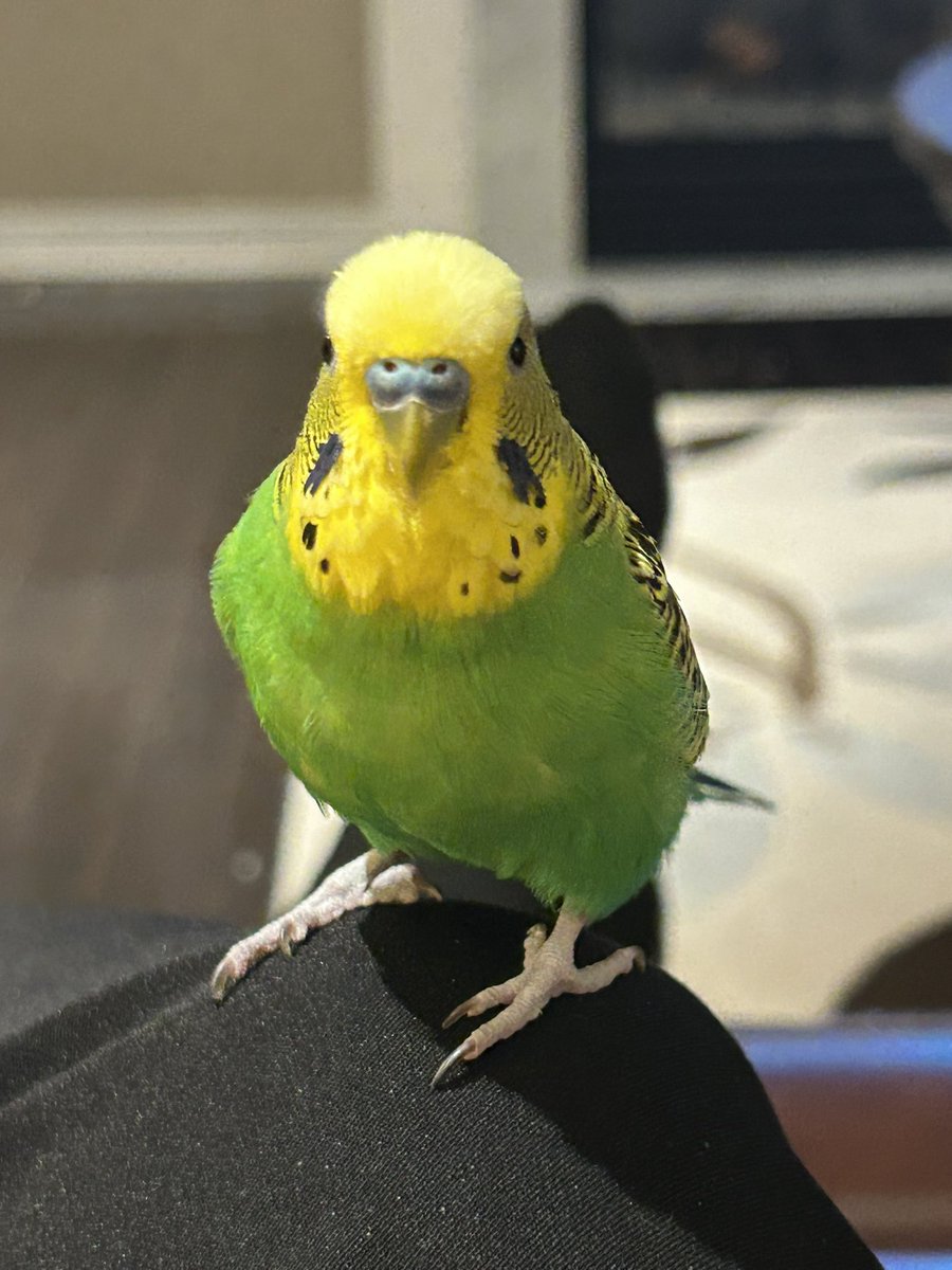 I was taken to the vet where they robbed me of my beautiful toenails.

Currently I am staying as far away from mum as possible and complaining as much as possible!  How rude!

Here were my pretty toes in a before picture: