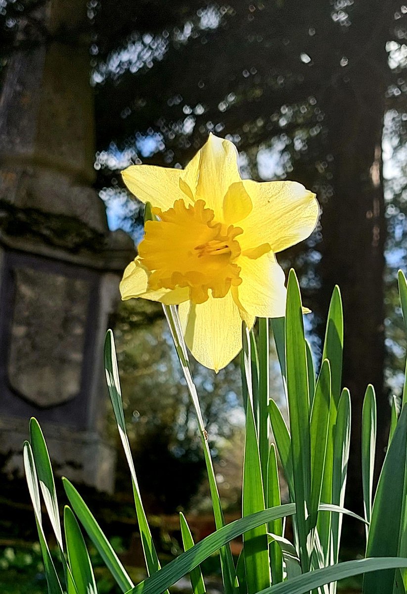 Are you feeling sad, don't be, 'sad' backwards is 'das', and 'das' is not good. #sad #words #wordsofwisdom #flower #daffodils #photography #photo