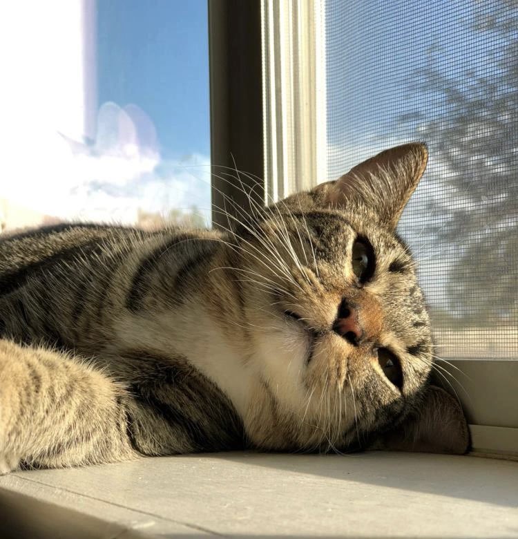 Finn & Maddie were adopted today. These beautiful cats are an indoor-only pair & have gone to live with a family in #KingsLangley . We wish them a very happy life! #CatsOfTwitter #CatsOfX