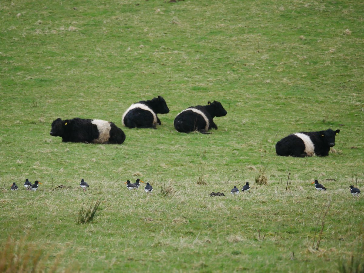 Pied pals. Oystercatchers and Belties in @forestofbowland last week. @hilltopfarmgirl