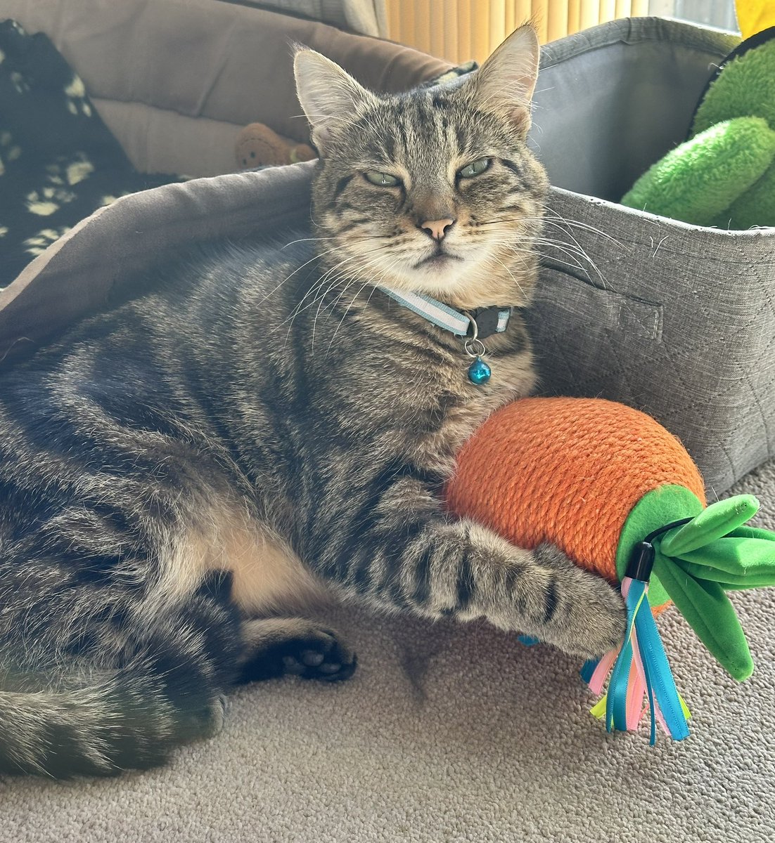 Hello everybody 👋 Nothing to see here mum Just a chap with his scratchy carrot 🥕 Happy #Caturday to you all Wellie JellyCat 🩵