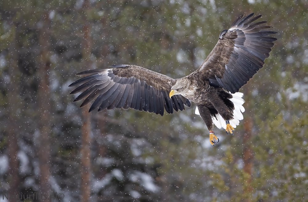 Zeearend gefotografeerd in finland vorige week