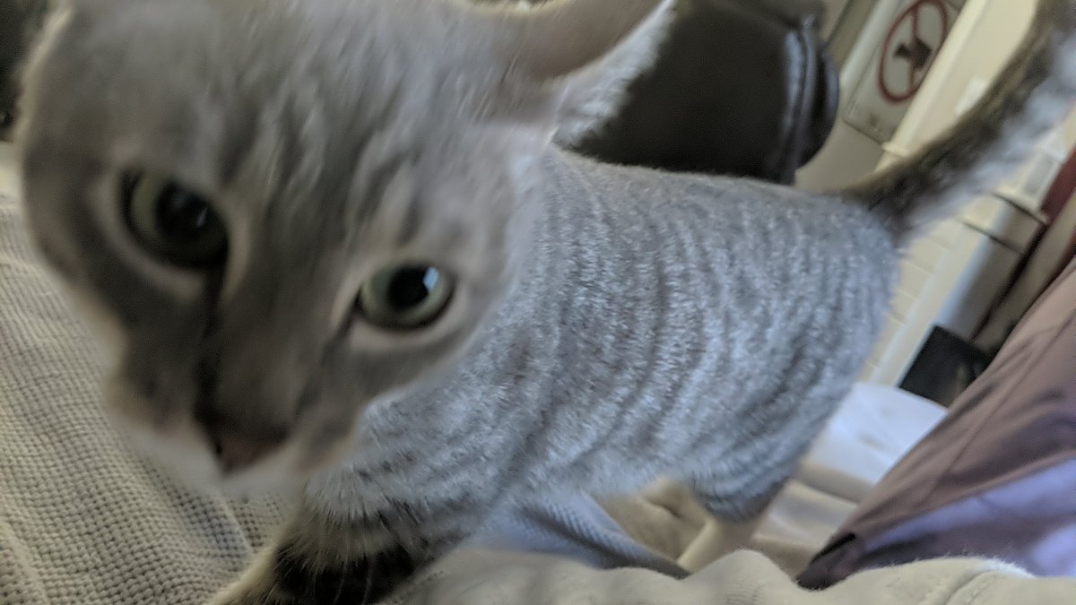 𝚝𝚎𝚜𝚜𝚊 tweet media