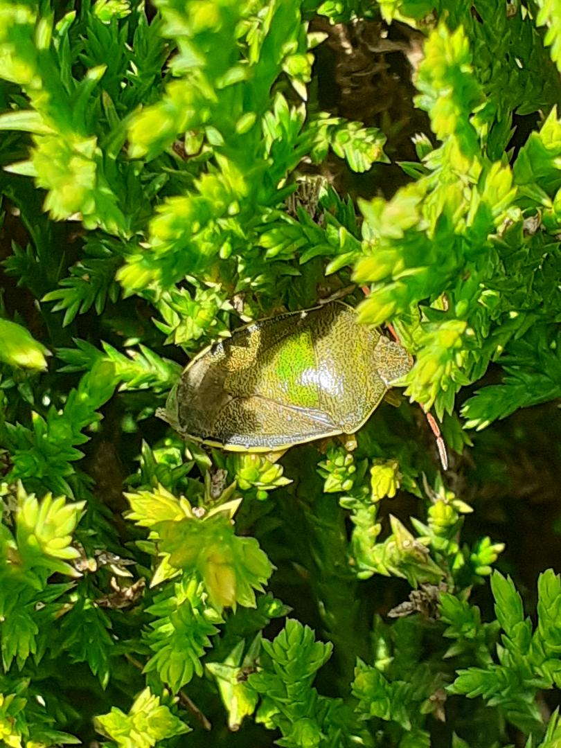 Weymouth: There were at least 30 Hairy Shieldbug sunbathing on top of this small Cypress (?) bush in my Mother-in-law's garden today. More surprisingly there were 2 Gorse Shieldbug as well (poor phone shot). Would you expect this Tristan? Ta @BritishBugs