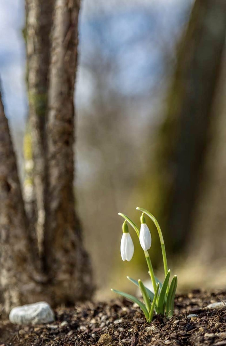 Audio_Classics's tweet image. 