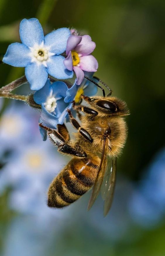 Dreams meandering; Streams unwinding, Unconfined by time; Flowing onwards, Sublime memories. The breath of pure air; Blue skies above, Rise against the sunrise; Life has begun again, Never seems to end; Dreams of hope, An unrelenting dance Of nature. Bees and butterflies, Seize