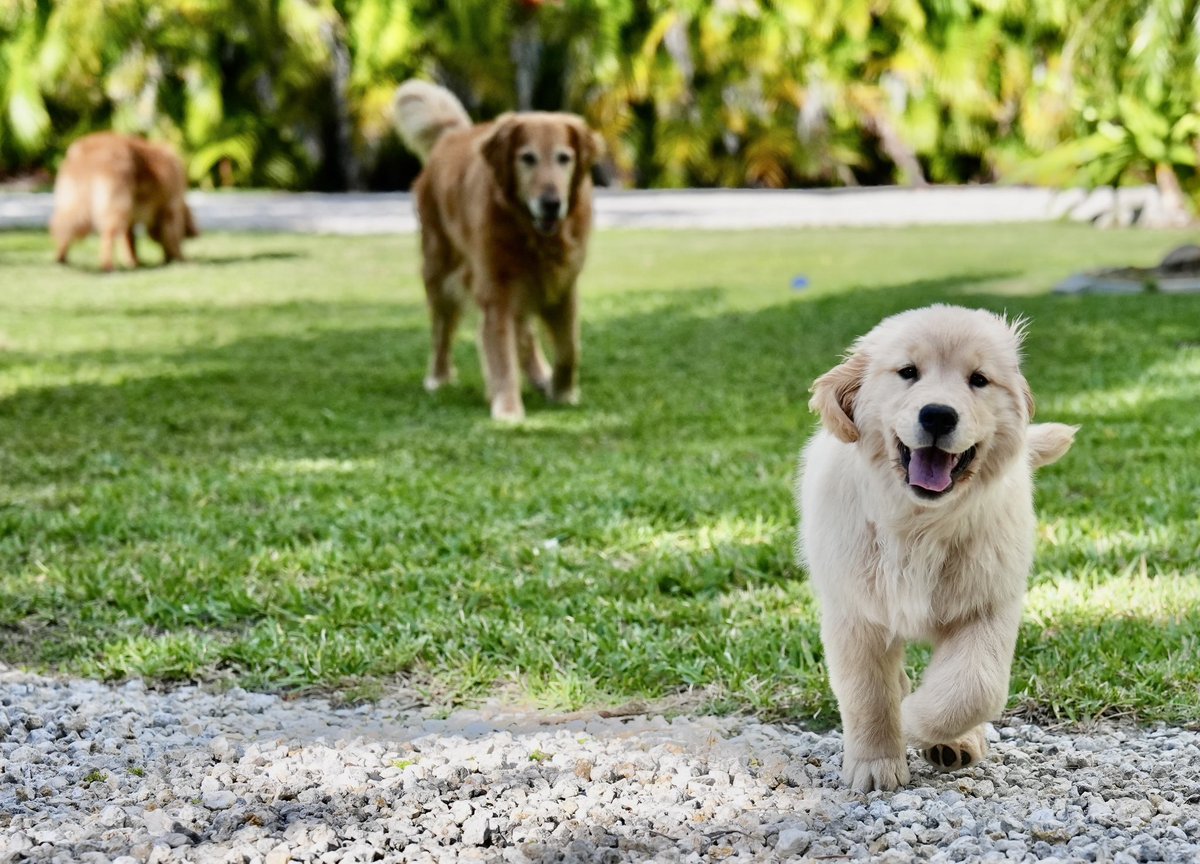 TheGoldenRatio4's tweet photo. Happiness incoming https://t.co/Blh5yhgQHb