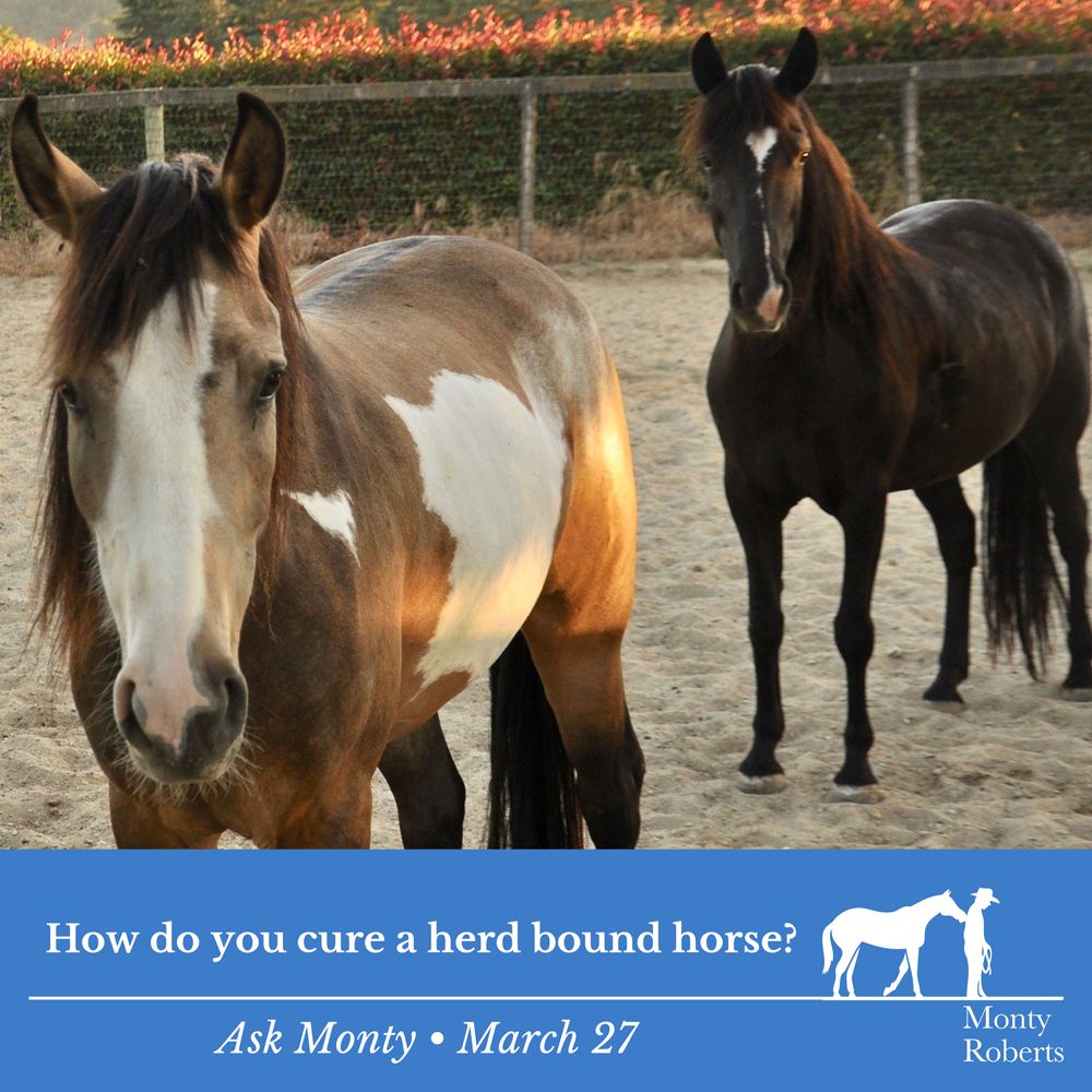 Question: How do you cure a herd bound horse? Read Monty's answer in the Ask Monty Q&A: montyrobertsuniversity.com/q_and_a Have your own question for Monty? 👉 Send it to askmonty@montyroberts.com #MontyRoberts #AskMonty #StartingNotBreaking