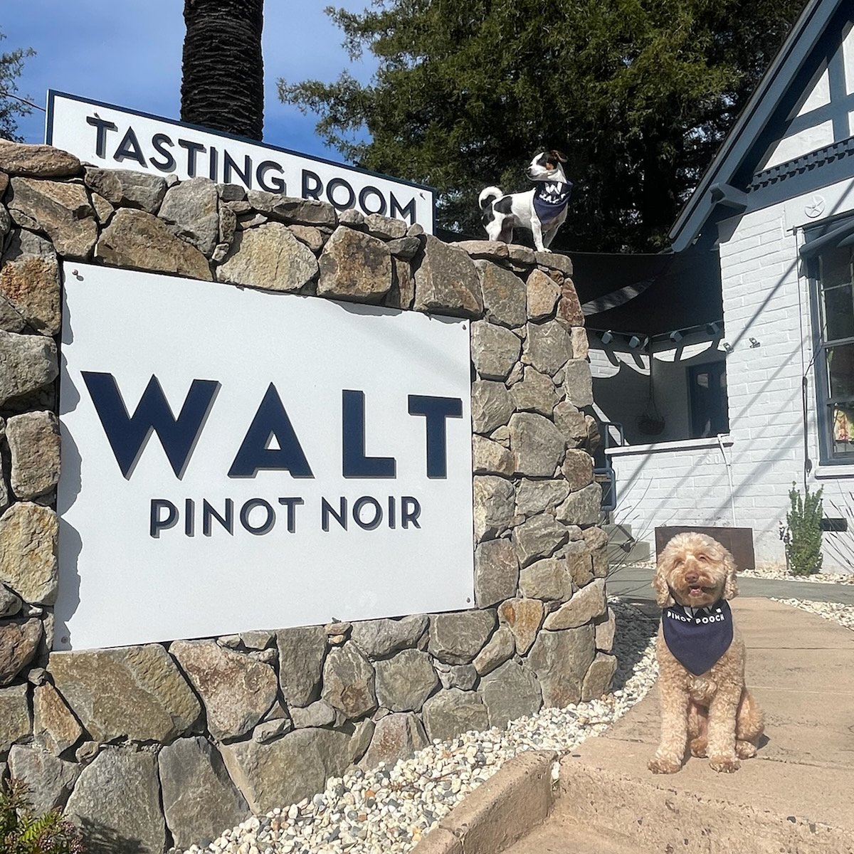 Unleash you and your pups new favorite tasting experience at WALT's dog friendly tasting rooms. We have outdoor seating available at both our Downtown Napa and Sonoma locations - Call to book your reservation today!