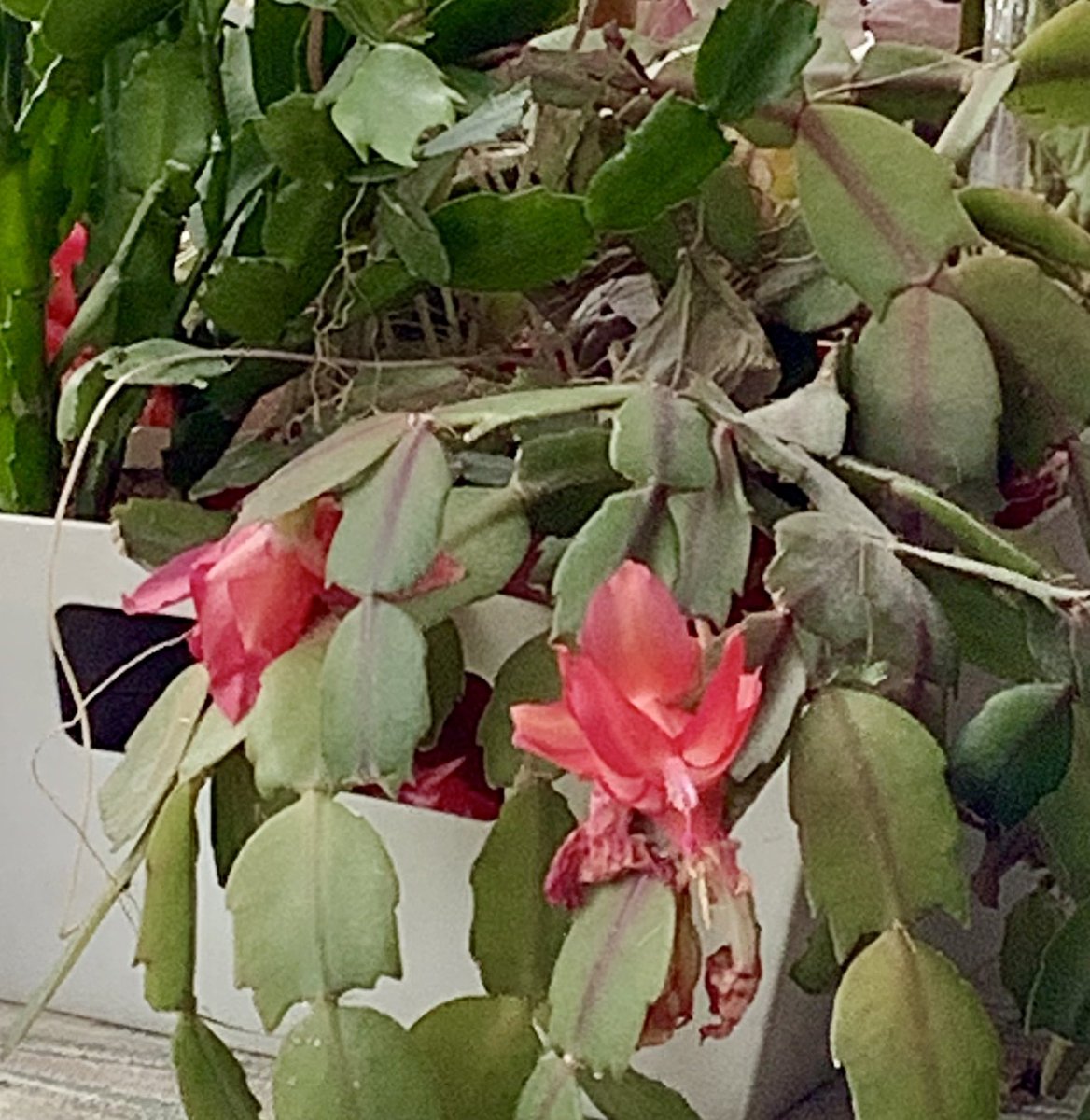hapandcarol's tweet photo. #HAPPINESS is the Christmas cactus blooming again just in time for Easter. #EasterFlower? #Christmascactus #blooms https://t.co/wwKcitVTgK
