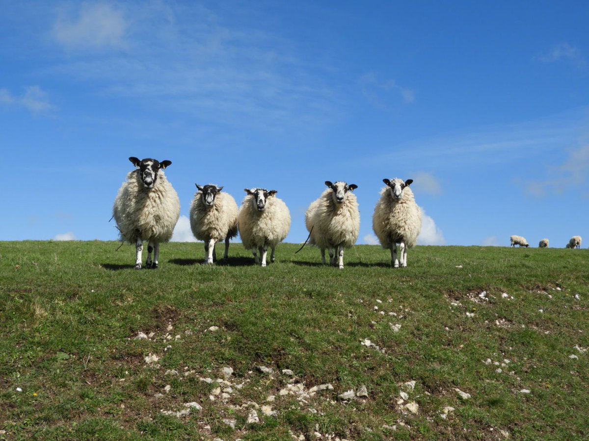 Enjoyed the birds, Greenfinch, Skylark, ChiffChaff, on my walk today and these sheep made me laugh, they ran off when I passed by, then turned, lined up, moved towards me and looked like they were about to call me out 😂 #IsleofWight