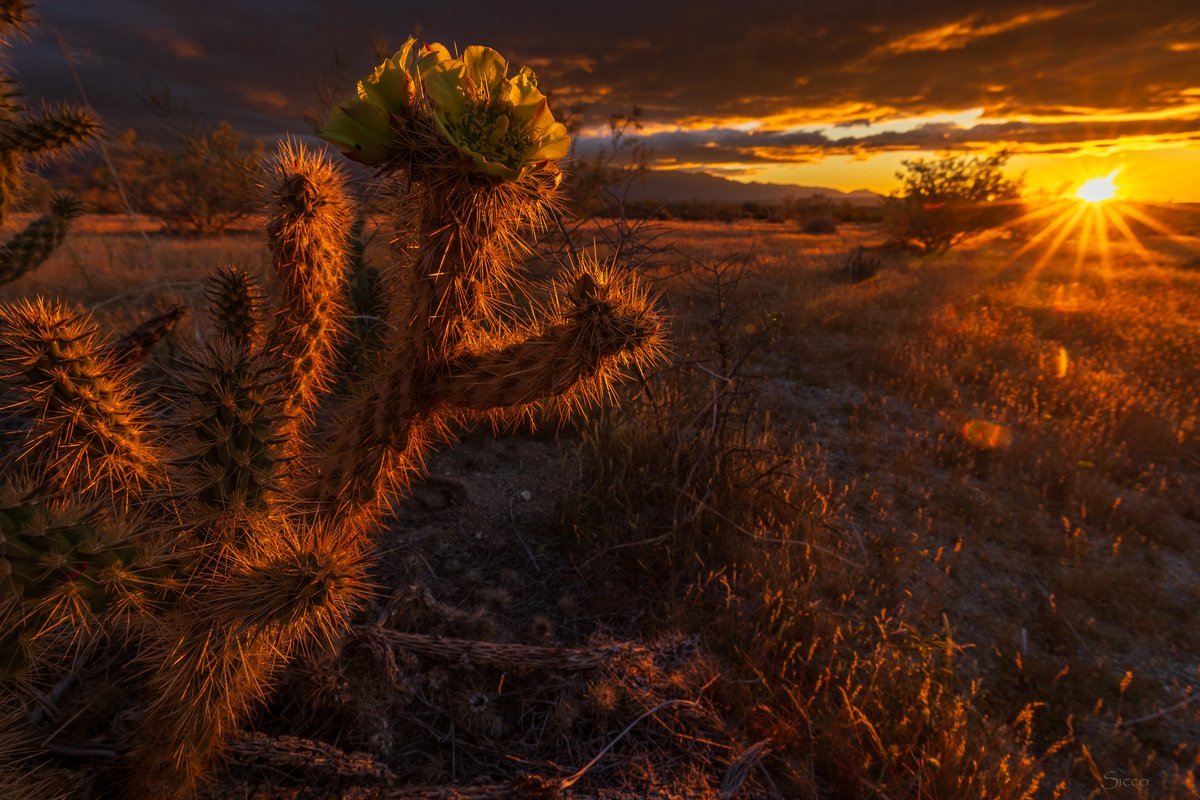 Cholla stormy sunrise this morning near the Reserve (Photo: Sicco Rood).