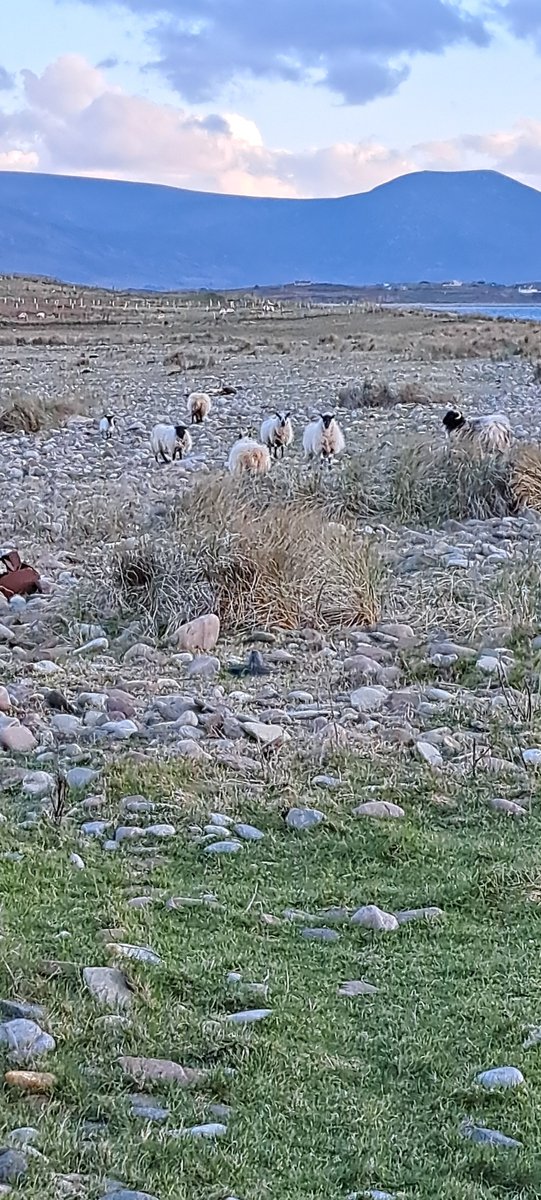 felixd0r's tweet photo. The benefits of letting a few fluffies loose
This sand banks HAD very rare great yellow bumble bee summer 2022 feeding on wild flowers like sow thistle
2023 it had a few fluffies and NO flowers and NO bees.
Looks like 2024 will be the same
#wildatlanticway #irishlamb #fluffy https://t.co/yA3rrHyPAc
