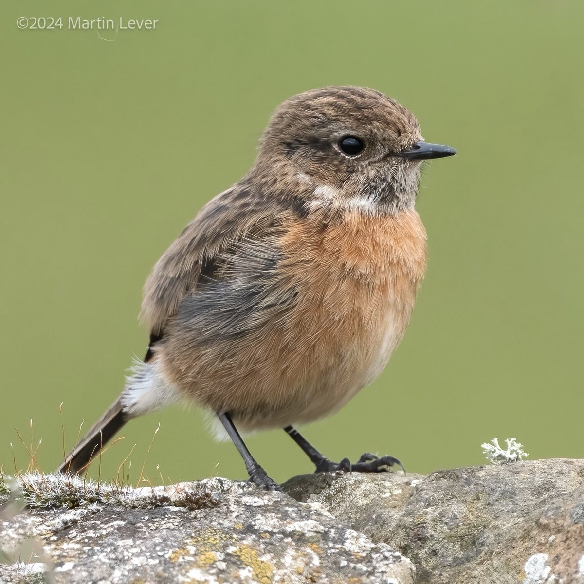 Female #Stonechat at Ettrick Bay, #IsleofBute, yesterday.